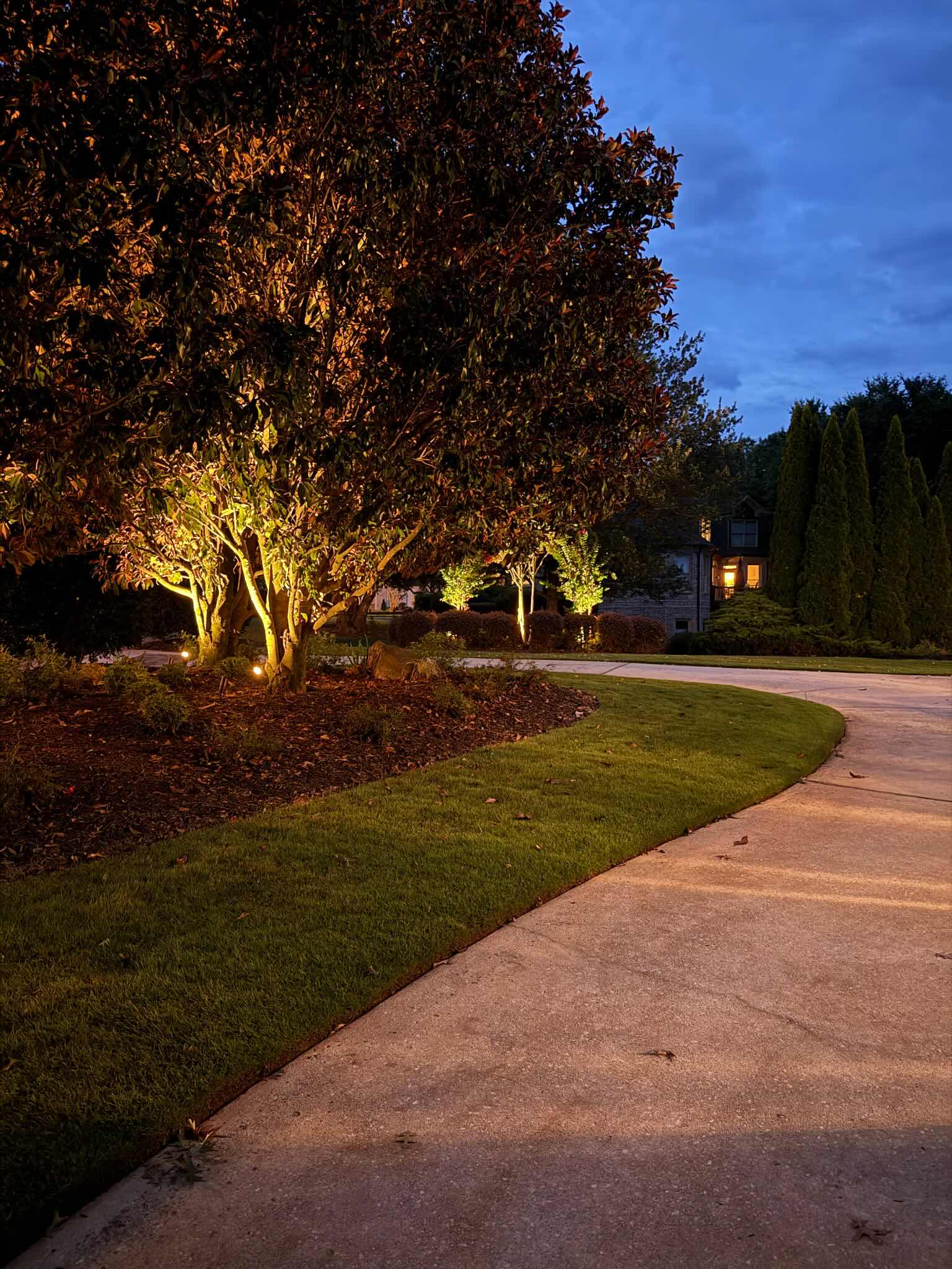 Close-up of a magnolia tree uplit in warm light along a curved driveway with more uplit trees near the home at twilight